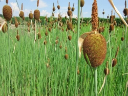 Typha minima - Zwerg-Rohrkolben